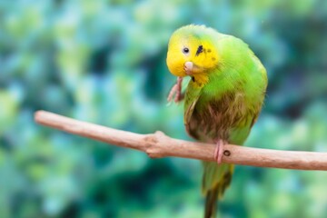 森林の中で枝にとまるセキセイインコ