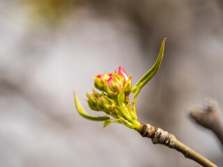 Fresh maple leaves with flowers and seeds