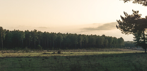 Sunrise panoramic in a pine forest