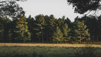 Misty sunrise in a pine forest 