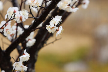 싱그러운 봄 활짝 핀 벗꽃과 아름다운 매화꽃 위로 내리는 봄비 그리고 나뭇가지에 맺힌 맑고 깨끗한 빗방울과 물방울

