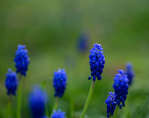 Beautiful close-up of a muscari