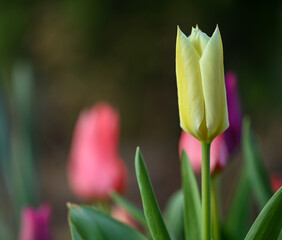 Naklejka premium Beautiful close-up of a tulip