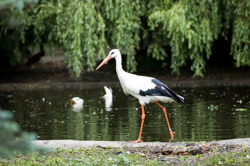 Stork in the ZOO © Jakub Wąsowicz