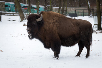 Big bison in the ZOO  - obrazy, fototapety, plakaty