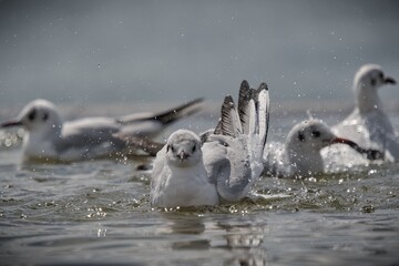 Bird taking bath