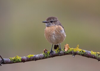 Adorable female common stonechat perched on a tree with an out of focus background