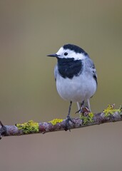 Adorable white wagtail perched on a tree with lichens and with an out of focus background
