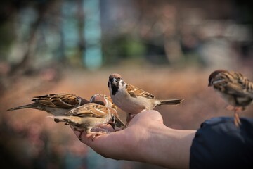 Bird being fed