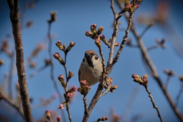 Bird standing on trees
