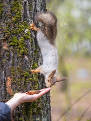 A woman feeding a squirrel in the summer park