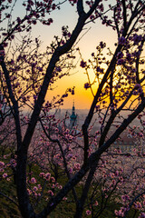 Blooming sakura gardens at sunrise in Prague.