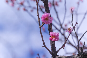Camellia of Jonangu Shrine, Fushimi Ward, Kyoto City.
