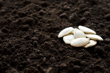 Zucchini seeds close-up on dark soil, background, copy space. Processed pumpkin seeds on a background of fresh dark soil. The concept of aosowing and caring for vegetable plants in agriculture.