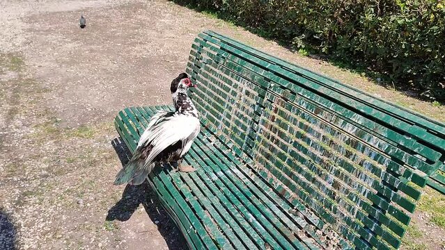 Napoli &ndash; Anatra muschiata sulla panchina