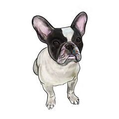 French buldog isolated on the white background