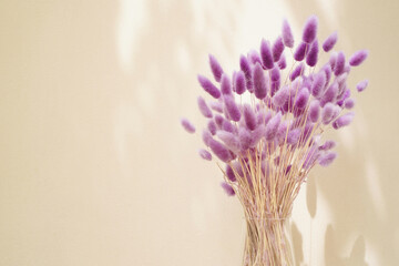 violet dried flower of rabbit tail grass or bunny tail grass in glass vase in vintage style with copy space under sunlight and shade