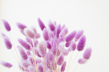 violet dried flower of rabbit tail grass or bunny tail grass in vintage style with copy space , selective focus