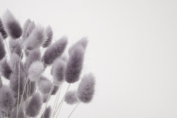 black and white photo of dried flower of rabbit tail grass or bunny tail grass in vintage style with copy space , selective focus