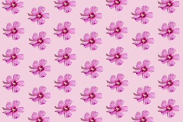 Floral pattern made of beautiful hibiscus flowers on pastel pink background. Minimal style. Nature concept.