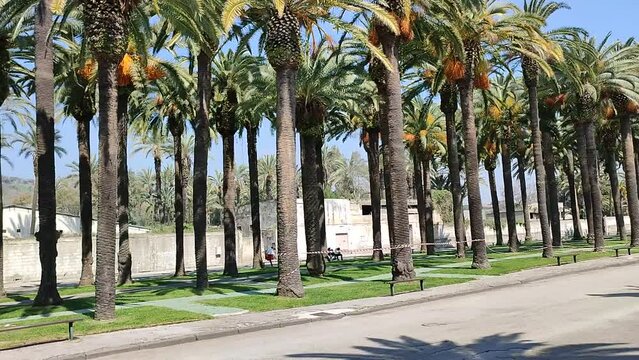 Napoli &ndash; Panoramica dei filari di palme alla Mostra d'Oltremare