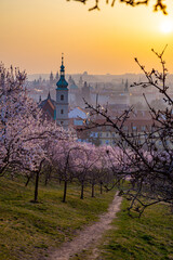 Blooming sakura gardens at sunrise in Prague.