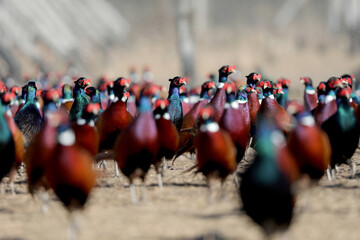 Dozens of male common pheasants and tenebrosus on the bird breeding farm. All birds are wearing plastic beak attachments to prevent injury in male fights.