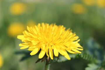 yellow dandelion flower on a summer day, Dandelion in green grass, yellow dandelion flower, spring mood, macro photo of yellow dandelion in summer.