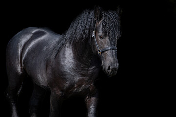 Fototapeta na wymiar black horse isolated