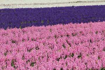 champs de jacinthes colorées en Bretagne