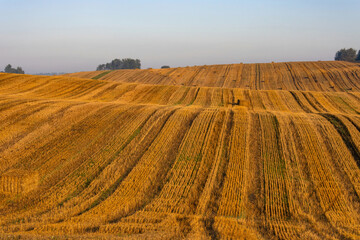Hilly rural landscape. Harvested wheat field with bales of straw in the early morning