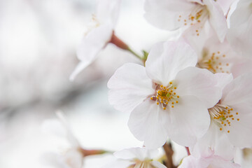Obraz na płótnie Canvas ソメイヨシノの花のアップ　