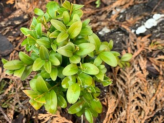 Young boxwood grows in the ground.