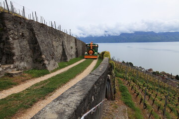 terraced vineyards near Lake Geneva, Switzerland