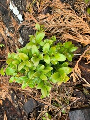 A young boxwood bush grows in the garden