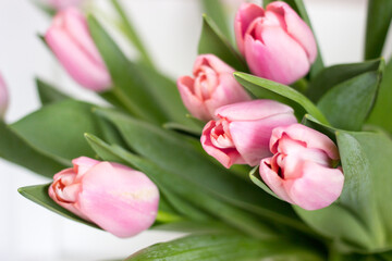 Pink tulips on gray abstract background. Flat lay. Top view. Spring concept. Flowers aestetic