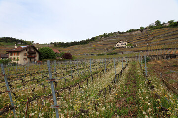 Fototapeta na wymiar terraced vineyards near Lake Geneva, Switzerland