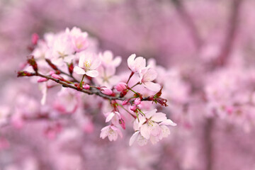 Blooming flowers of japanese 'Somei Yoshino' cherry blossom tree