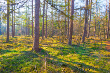 Trees in a forest below a blue sky in bright sunlight in spring, Baarn, Lage Vuursche, Utrecht, The Netherlands, March 26, 2022
