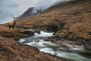Composite image of red deer stag in Stunning Winter landscape image of River Etive and Skyfall Etive Waterfalls in Scottish Highlands