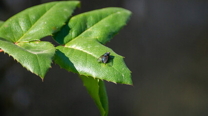 bug on a leaf