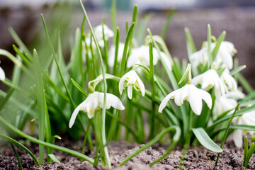 Close up of common snowdrops in bloom. High quality photo