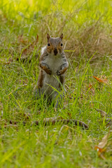 squirrel in the park