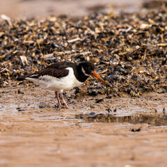 Oystercatcher