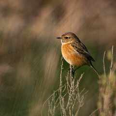 Stone Chat
