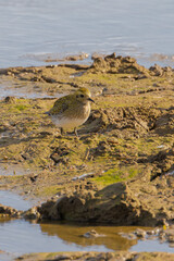 Golden Plover
