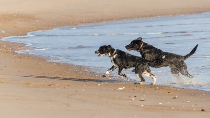 dog running on the beach