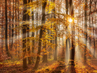 Bright Foggy Sunny Forest Trees in Full Autumn Colour, the sun is shining through morning fog - 495217533