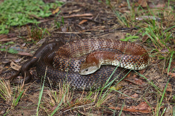 Australian highly venomous Eastern Tiger Snake