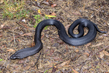 Australian Blue-bellied Black Snake flickering it's tongue